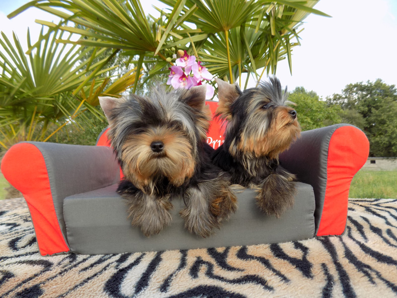 pension chien tours