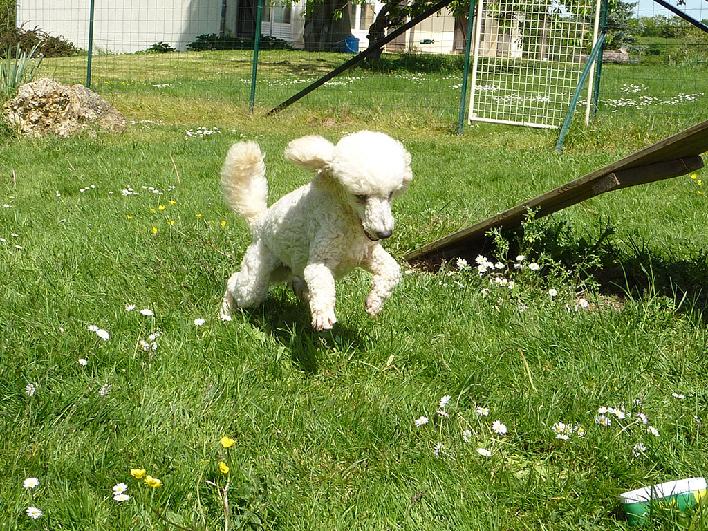 pension chien tours