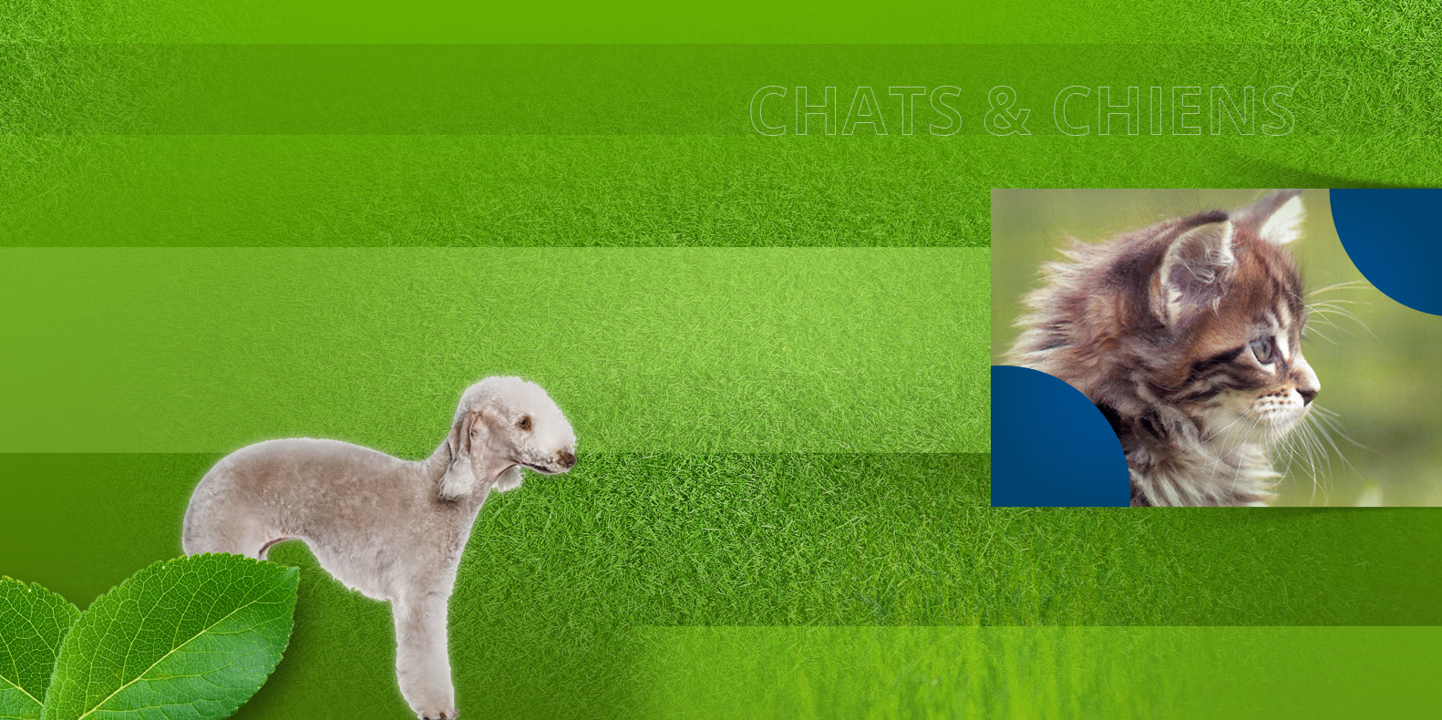 pension chien tours