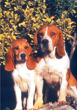pension chien tours