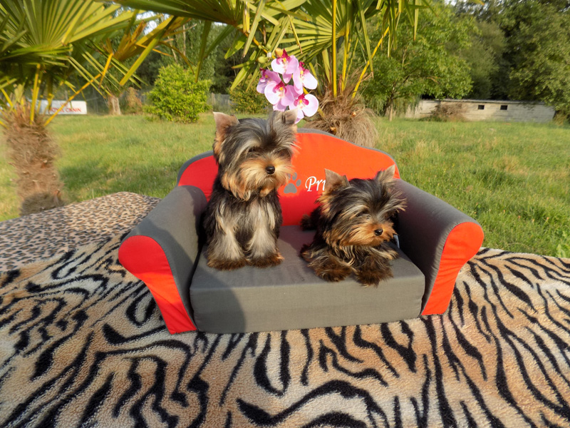 pension chien tours