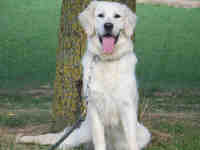 pension chien west cappel