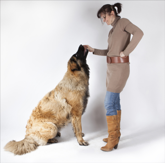 pension chien west cappel